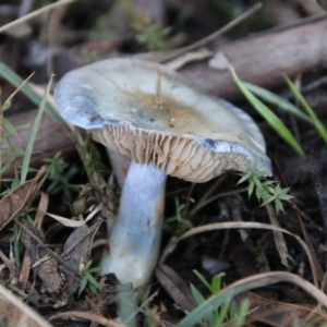 Cortinarius sp. - lilac, blue(ish), purple(ish) at QPRC LGA - 29 Jun 2021