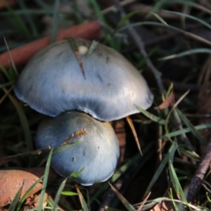 Cortinarius sp. - lilac, blue(ish), purple(ish) at QPRC LGA - suppressed