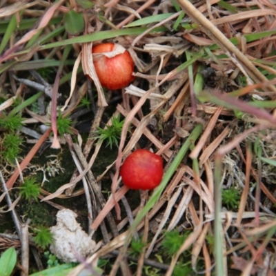 Hygrocybe sp. ‘red’ (A Waxcap) at Mongarlowe River - 27 Jun 2021 by LisaH