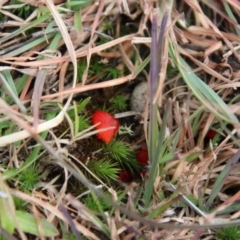 Hygrocybe sp. ‘red’ at Mongarlowe, NSW - 27 Jun 2021