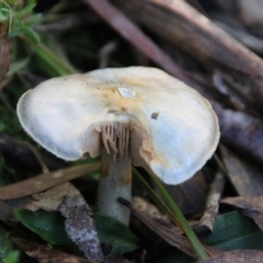 Cortinarius sp. (Cortinarius) at Mongarlowe River - 27 Jun 2021 by LisaH