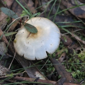 Cortinarius sp. - lilac, blue(ish), purple(ish) at QPRC LGA - 28 Jun 2021