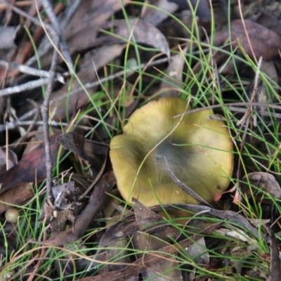 Cortinarius austrovenetus (Green Skinhead) at Mongarlowe, NSW - 27 Jun 2021 by LisaH