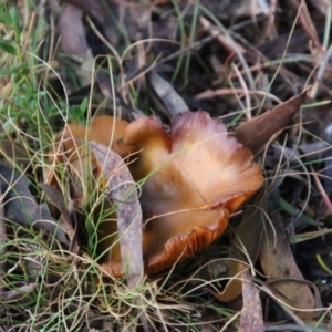 Cortinarius austrovenetus at Mongarlowe, NSW - suppressed