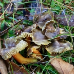 Hygrocybe sp. (Hygrocybe) at Mongarlowe, NSW - 27 Jun 2021 by LisaH