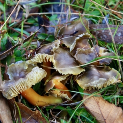 Hygrocybe sp. (Hygrocybe) at Mongarlowe River - 27 Jun 2021 by LisaH