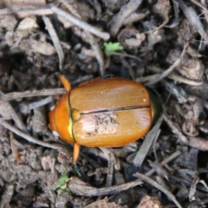 Anoplognathus brunnipennis at Mongarlowe, NSW - 29 Jun 2021