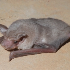 Unidentified Microbat at Irymple, NSW - 17 Sep 2020 by Harrisi