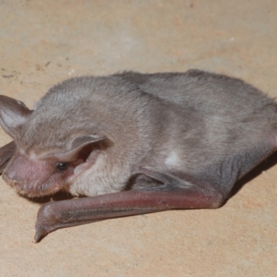 Ozimops planiceps (South-eastern Freetail Bat) at Irymple, NSW - 17 Sep 2020 by Harrisi