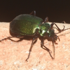 Carabidae (family) (Predatory ground beetle) at Irymple, NSW - 17 Sep 2020 by Harrisi