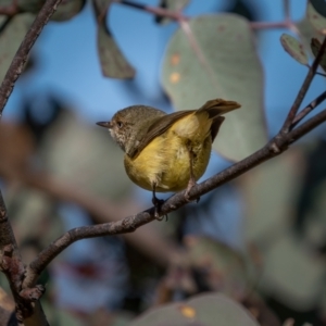 Acanthiza reguloides at Theodore, ACT - 3 Jul 2021