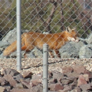 Vulpes vulpes at Fyshwick, ACT - 7 Jul 2021