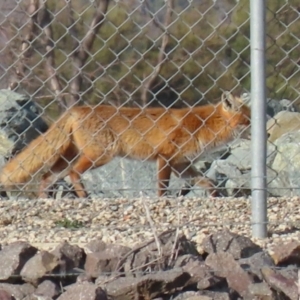 Vulpes vulpes at Fyshwick, ACT - 7 Jul 2021 02:44 PM