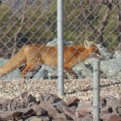 Vulpes vulpes at Fyshwick, ACT - 7 Jul 2021 02:44 PM