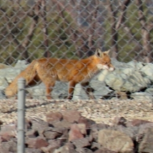 Vulpes vulpes at Fyshwick, ACT - 7 Jul 2021 02:44 PM