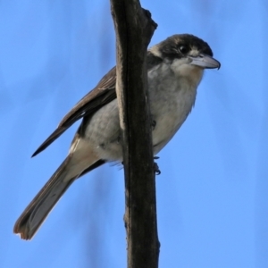 Cracticus torquatus at Fyshwick, ACT - 7 Jul 2021 02:15 PM