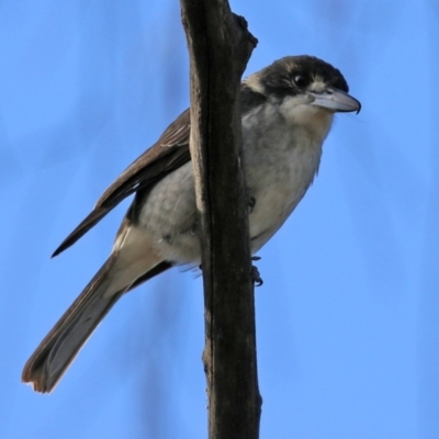 Cracticus torquatus (Grey Butcherbird) at Fyshwick, ACT - 7 Jul 2021 by RodDeb