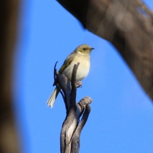 Ptilotula fusca at Fyshwick, ACT - 7 Jul 2021