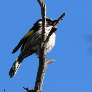 Phylidonyris niger X novaehollandiae (Hybrid) at Fyshwick, ACT - 7 Jul 2021