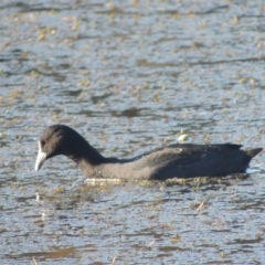 Fulica atra (Eurasian Coot) at Isabella Plains, ACT - 4 Apr 2021 by MichaelBedingfield