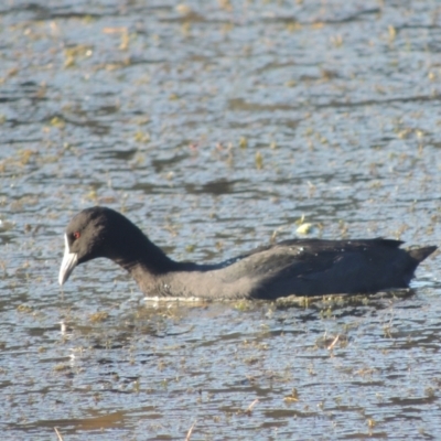 Fulica atra (Eurasian Coot) at Isabella Plains, ACT - 4 Apr 2021 by michaelb