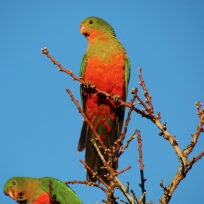 Alisterus scapularis (Australian King-Parrot) at Hughes, ACT - 5 Jul 2021 by LisaH