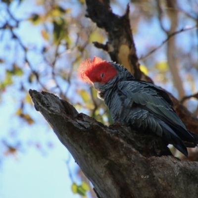 Callocephalon fimbriatum (Gang-gang Cockatoo) at Red Hill, ACT - 5 Jul 2021 by LisaH