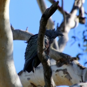 Callocephalon fimbriatum at Red Hill, ACT - 5 Jul 2021