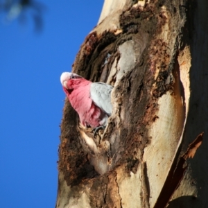 Eolophus roseicapilla at Hughes, ACT - 5 Jul 2021 10:24 AM