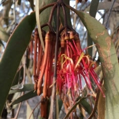 Amyema pendula subsp. pendula (Drooping Mistletoe) at Boro, NSW - 8 Jul 2021 by mcleana
