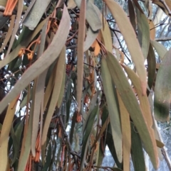 Amyema pendula subsp. pendula at Boro, NSW - 8 Jul 2021 07:08 AM