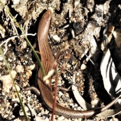 Acritoscincus duperreyi at Rendezvous Creek, ACT - 7 Jul 2021