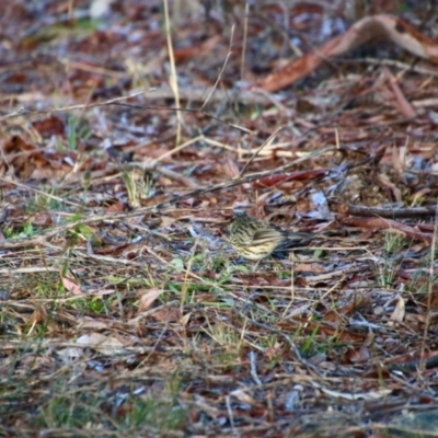 Pyrrholaemus sagittatus (Speckled Warbler) at Deakin, ACT - 7 Jul 2021 by LisaH