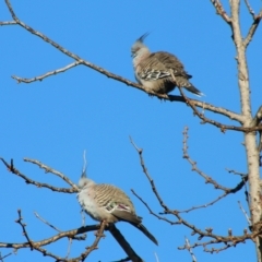 Ocyphaps lophotes (Crested Pigeon) at Hughes, ACT - 7 Jul 2021 by LisaH