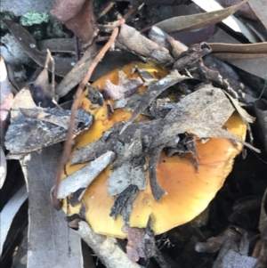 Cortinarius sp. at Crace, ACT - 22 Jun 2021