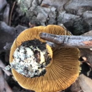 Cortinarius sp. at Crace, ACT - 22 Jun 2021