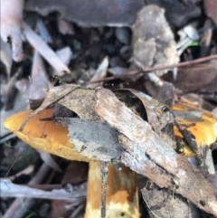 Cortinarius sp. at Crace, ACT - 22 Jun 2021