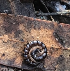 Diplopoda (class) (Unidentified millipede) at Crace, ACT - 22 Jun 2021 by Tapirlord