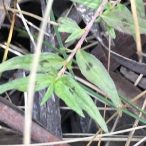 Persicaria prostrata at Crace, ACT - 22 Jun 2021