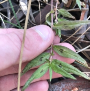 Persicaria prostrata at Crace, ACT - 22 Jun 2021