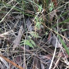 Persicaria prostrata at Crace, ACT - 22 Jun 2021