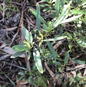 Billardiera heterophylla at Crace, ACT - 22 Jun 2021 10:59 AM