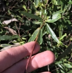 Billardiera heterophylla at Crace, ACT - 22 Jun 2021