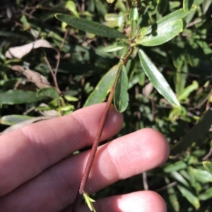 Billardiera heterophylla at Crace, ACT - 22 Jun 2021