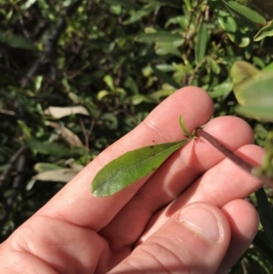 Billardiera heterophylla at Crace, ACT - 22 Jun 2021