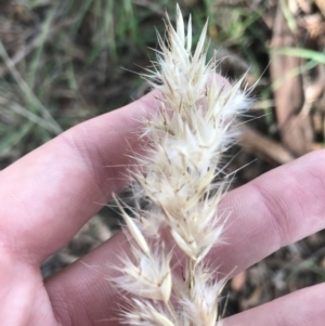 Rytidosperma sp. at Kaleen, ACT - 22 Jun 2021