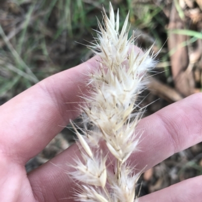 Rytidosperma (genus) (Wallaby Grass) at Kaleen, ACT - 22 Jun 2021 by Tapirlord