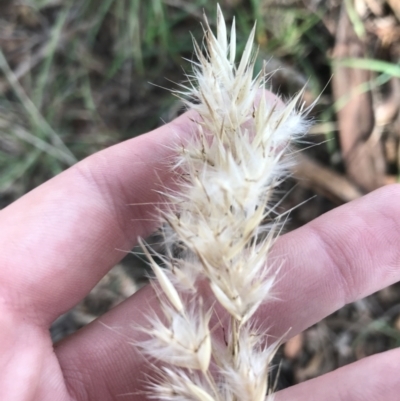 Rytidosperma sp. (Wallaby Grass) at Kaleen, ACT - 22 Jun 2021 by Tapirlord