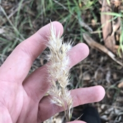 Rytidosperma sp. at Kaleen, ACT - 22 Jun 2021