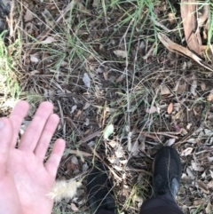 Rytidosperma sp. at Kaleen, ACT - 22 Jun 2021